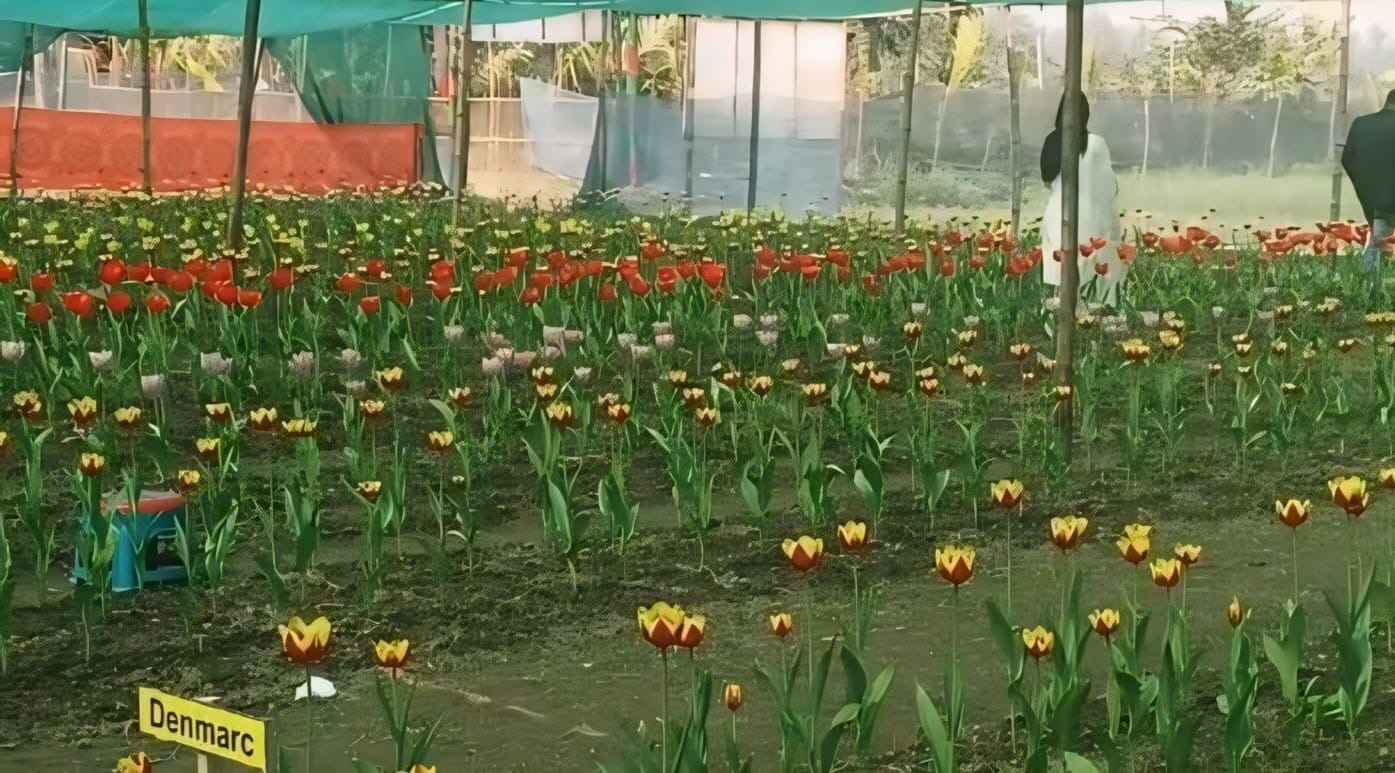 পঞ্চগড়ে টিউলিপ চাষ।