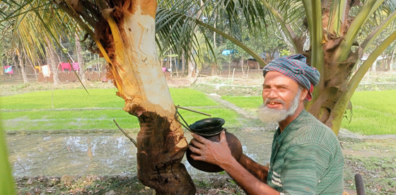 খেজুরগুড় উৎপাদনের লক্ষ্যমাত্রা অর্জনে প্রস্তুত :  গাছিরা