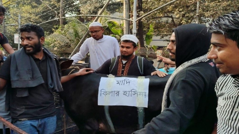 ভুড়িভোজের জন্য আনা হয়েছে গরু