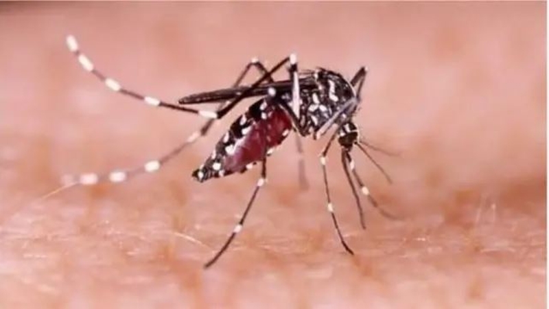 ডেঙ্গুতে আরও দুইজনের মৃত্যু