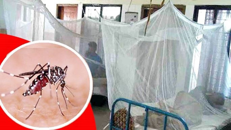 ডেঙ্গুতে আক্রান্ত ৩৯ জন