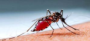 ডেঙ্গু আক্রান্ত হয়ে একদিনে ৮ জনের মৃত্যু