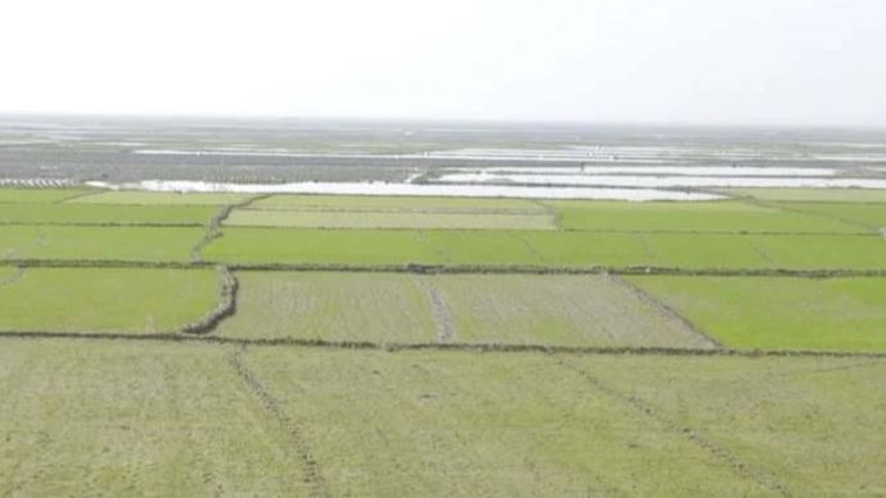 হাওরে বোরো ধানের আবাদ প্রস্তুতি