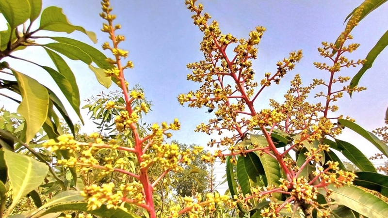 আমের মুকুল বাঁচাতে উৎকণ্ঠিত চাষি