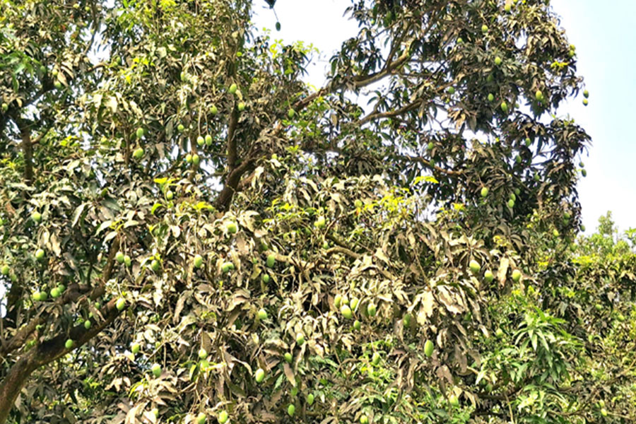 রাজশাহীর আম: ৮০০ কোটি টাকার বাণিজ্যের সম্ভাবনা