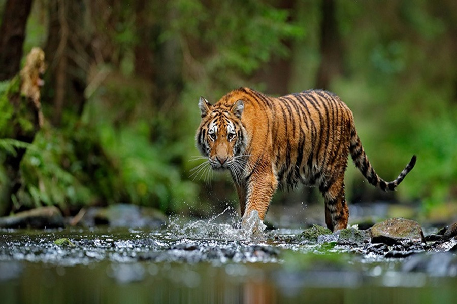 সুন্দরবনে বাঘের অস্তিত্ব হুমকির মুখে!