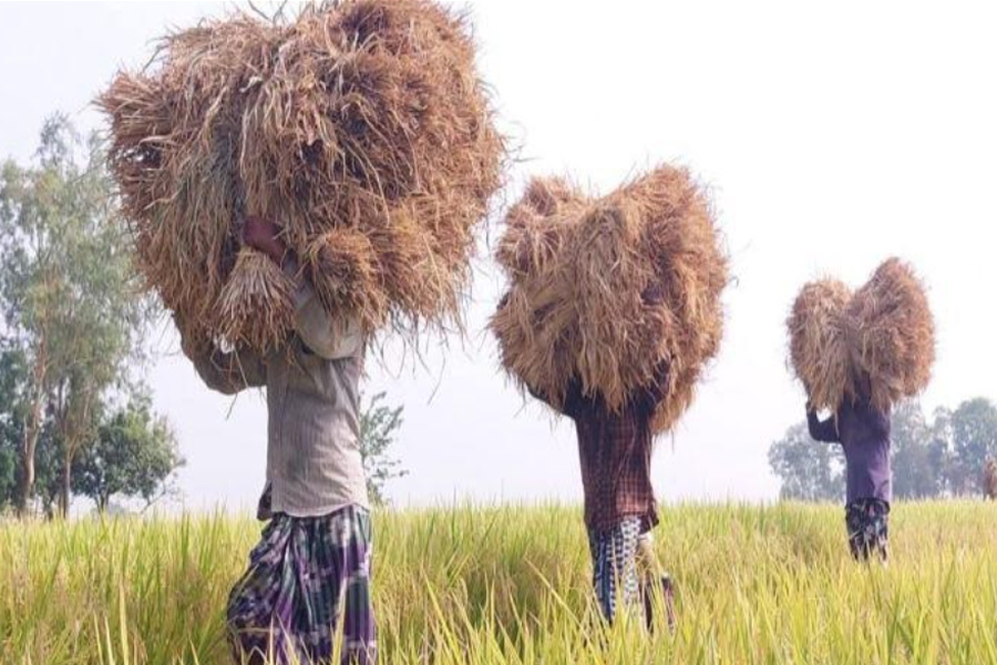 একমন ধান বিক্রি করেও হচ্ছে না একজন শ্রমিকের মুজুরি