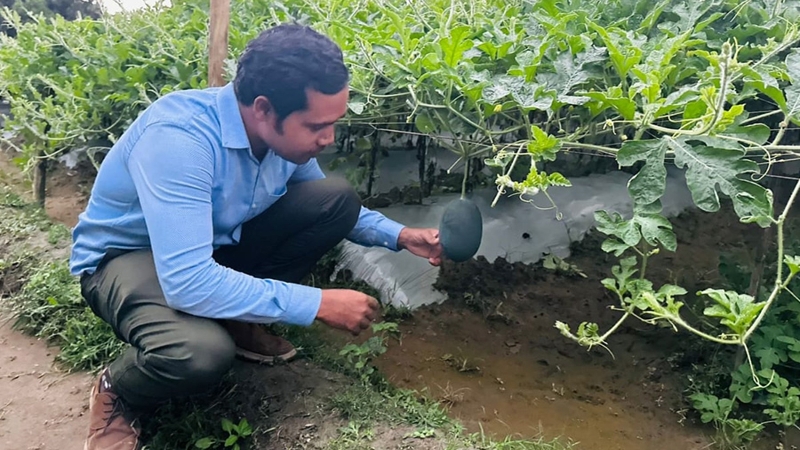 ক্লাস্টার ভিত্তিক তরমুজ চাষে কেন্দুয়ায় কৃষিতে সাফল্যের জোয়ার