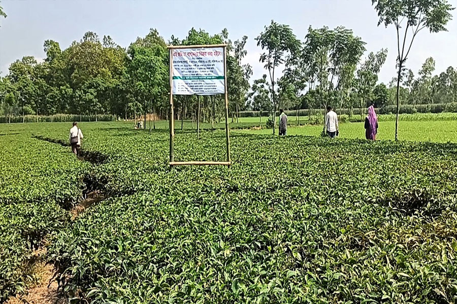 পঞ্চগড়ে চা বাগান দখল, অভিযুক্ত সাবেক ইউপি চেয়ারম্যান