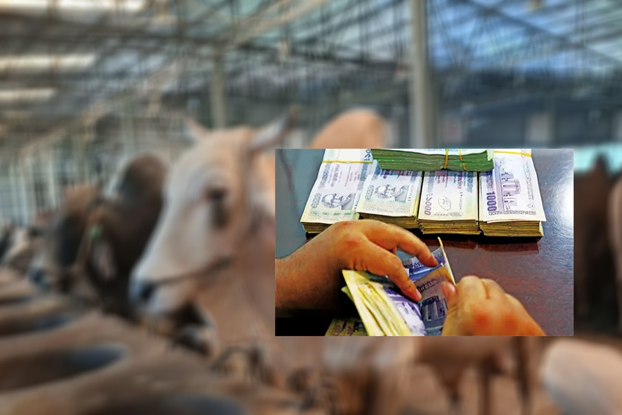 গরু ক্রয়-বিক্রয়ের টাকা আদান-প্রদানে সাবধান হোন