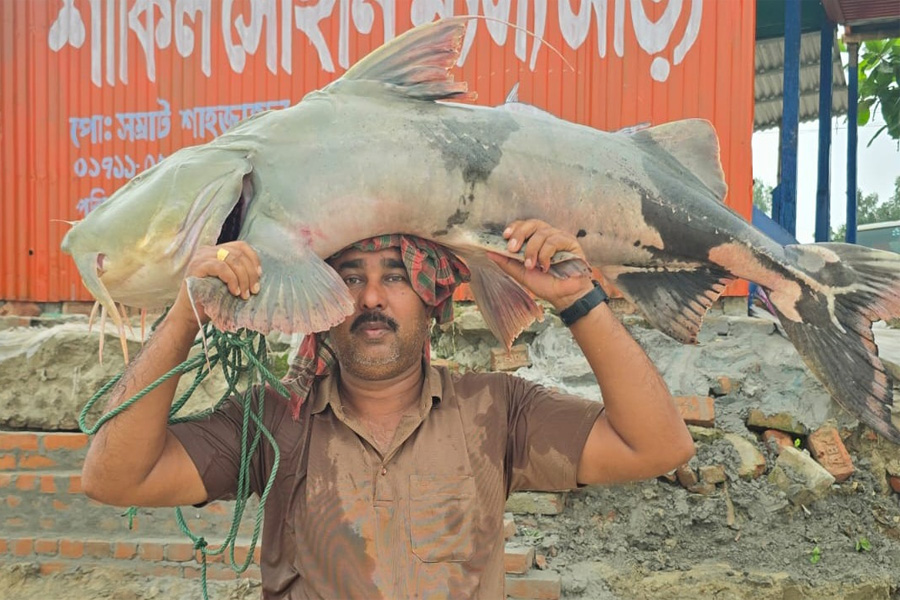 পদ্মায় ধরা পড়ল ৩৫ কেজির বাঘাইড়, ৬৫ হাজারে বিক্রি