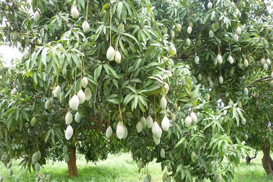 রাজশাহীতে গুটি আম পাড়া শুরু