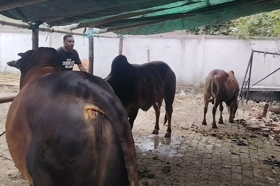 বেগম খালেদা জিয়ার রূহের মাগফিরাত কামনায় ৯টি গরু কোরবানির ঘোষণা