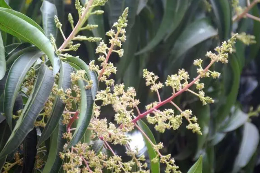 গাছে গাছে আমের আগাম মুকুল, পরিচর্যায় ব্যস্ত কৃষক