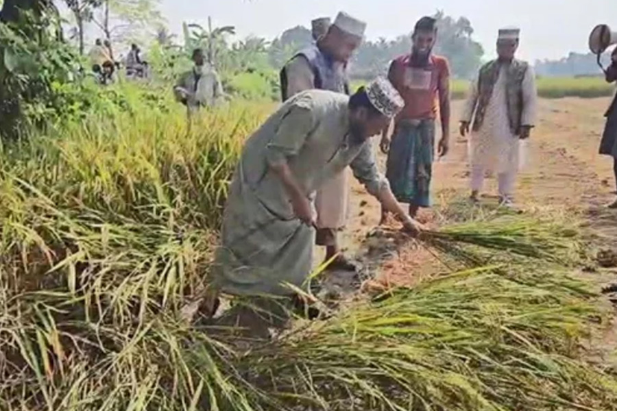 ভোট প্রার্থনায় ধান কেটে ভাইরাল মুফতি আমীর হামজা