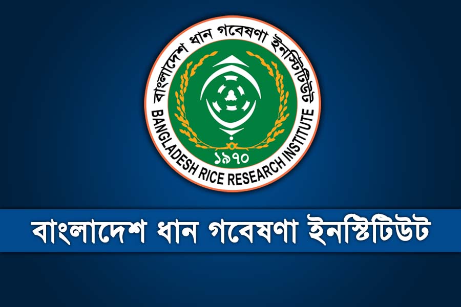জনবল নিচ্ছে বাংলাদেশ ধান গবেষণা ইনস্টিটিউট, আবেদন করুন অনলাইনে