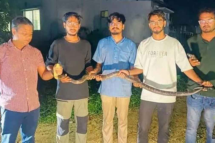 চবি ক্যাম্পাসে ৮ ফুট লম্বা বিষধর কিং কোবরা উদ্ধার