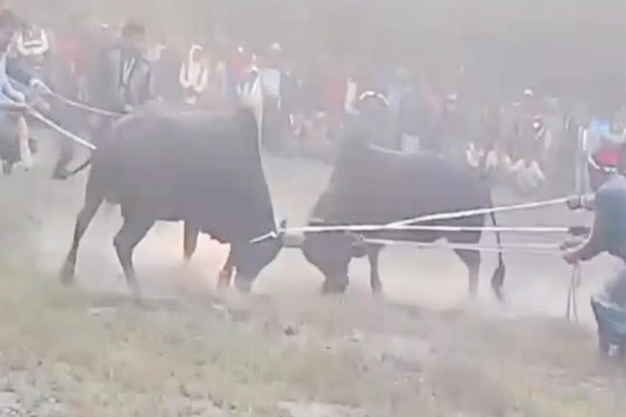 কেন্দুয়ায় ষাঁড়ের লড়াইয়ের নামে জুয়া, এমপির  হুঁশিয়ারি