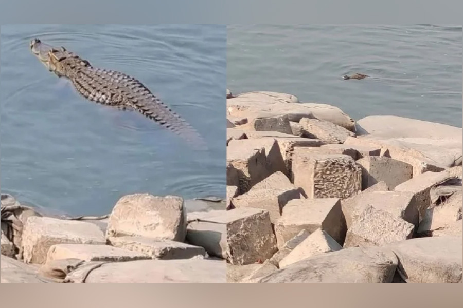 উড়াকান্দায় পদ্মা নদীতে কুমির, আতঙ্কিত স্থানীয় বাসিন্দারা