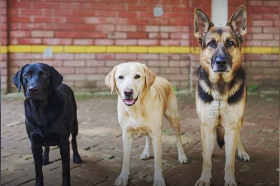 নিলামে তোলা হচ্ছে ডিএমপির ৩ প্রশিক্ষিত কুকুর