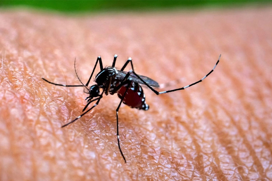 ডেঙ্গুতে মৃত্যু ৪শ’ ছাড়াল, হাসপাতালে ভর্তি ৯৮ হাজারের বেশি