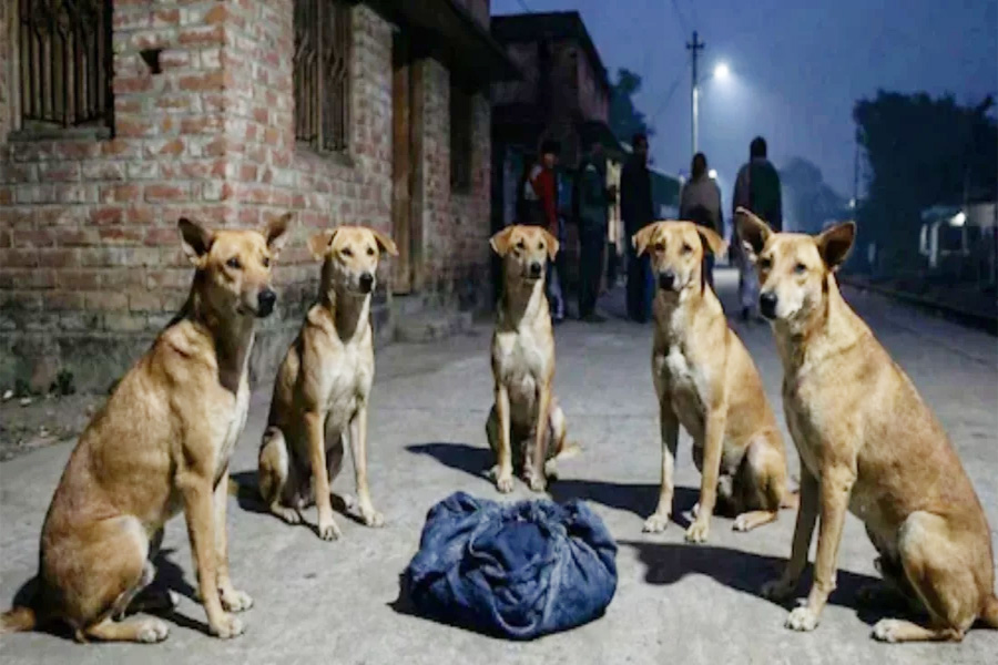 রাস্তায় ফেলে যাওয়া নবজাতককে পাহারা দিল বেওয়ারিশ কুকুর