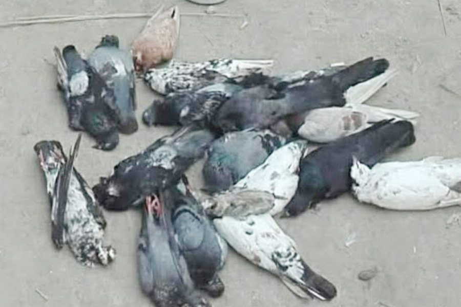 তালায় বিষ মিশিয়ে ঘুঘু-কবুতর হত্যার ঘটনায় বন বিভাগের জিডি
