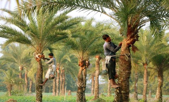 খেজুরের রস সংগ্রহে ব্যস্ত গাছিরা