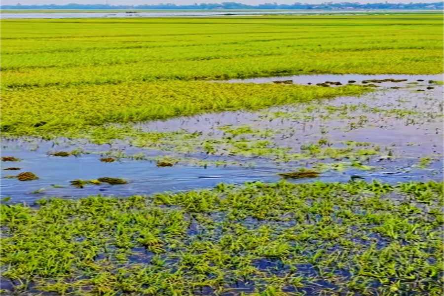 গাইবান্ধা পানির নিচে তলিয়ে যাচ্ছে সোনার ফসল, দিশেহারা কৃষক
