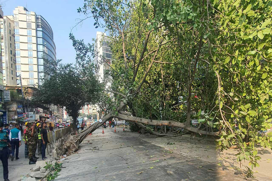 গুলশানে সড়কে গাছ পড়ে যানচলাচল বন্ধ, ৪ ঘণ্টা পর সচল