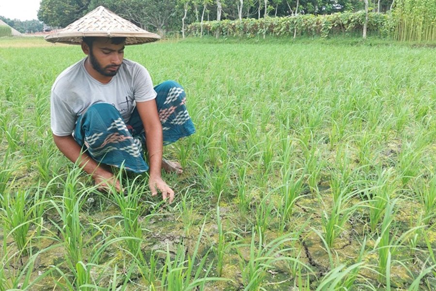 রাজশাহীতে ধানের দাম মণে কমেছে ৪শ’ টাকা