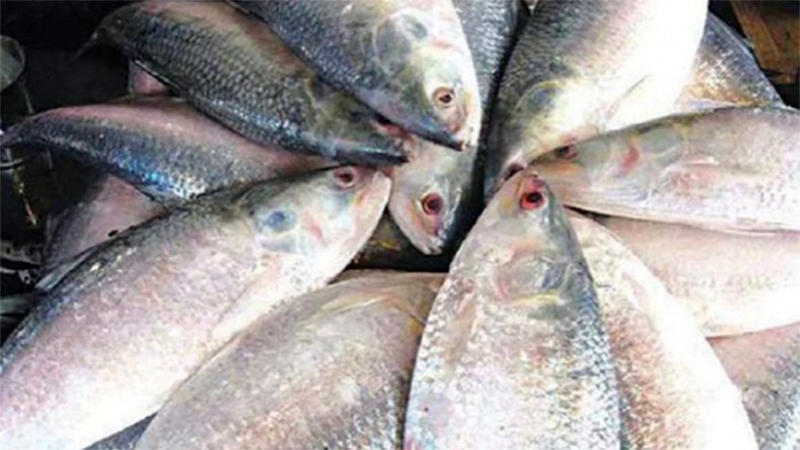 ভরা মৌসুমেও ইলিশের দাম আকাশছোঁয়া