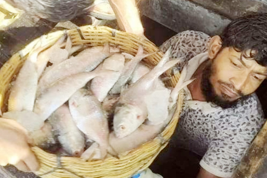 পাথরঘাটায় ১ ট্রলারে ১৪০ মণ ইলিশ