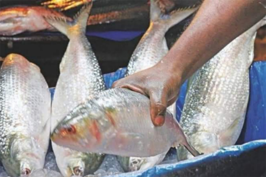 ভরা মৌসুমে ও ইলিশ সংকট