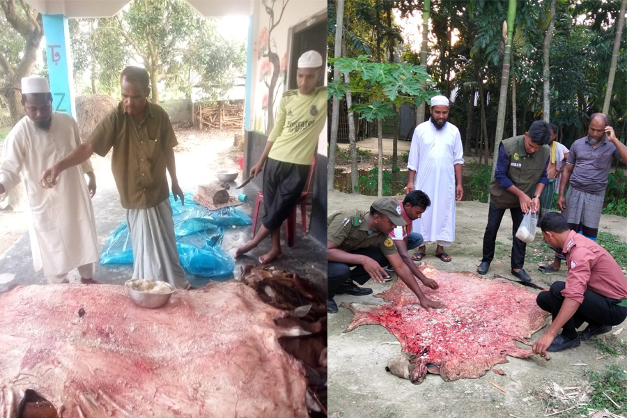হরিপুরে কোরবানির পশুর চামড়া সংরক্ষণ সম্পন্ন