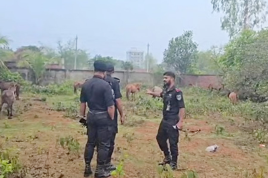 গরুর নামে ঘোড়ার মাংস বিক্রি, ২০ ঘোড়া উদ্ধার