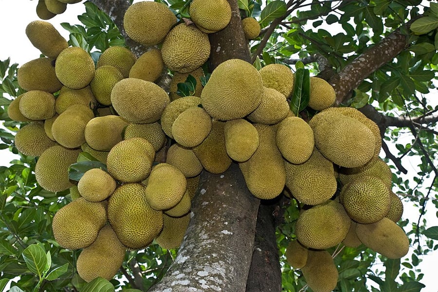 বাংলাদেশের জাতীয় ফল কাঁঠাল এখন শুধু মৌসুমি ফল নয়, বহুমুখী খাদ্যপণ্য হিসেবেও জনপ্রিয় হয়ে উঠছে। ছবি: সংগৃহীত