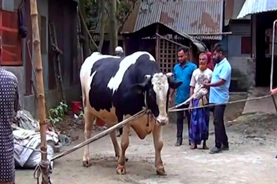 বিশাল দেহের ‘জামাল মিয়া’ ঈদের হাটে নজর কেড়েছে