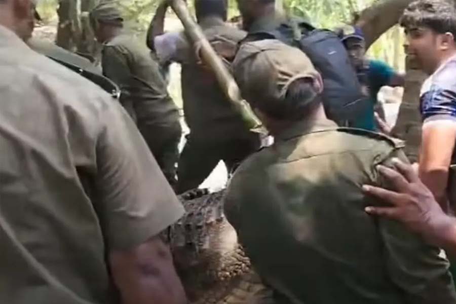 খানজাহান আলী মাজার দীঘি থেকে সরানো হলো কুমির