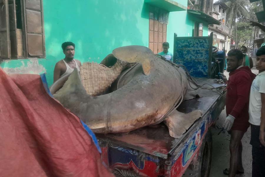 ঝালকাঠিতে ধরা পড়ল দানবাকৃতির ‘খটক মাছ’, আড়াই লাখ টাকায় বিক্রি