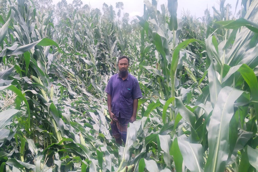 রাজারহাটে আকস্মিক ঝড় ও শিলাবৃষ্টিতে ফসলের ব্যাপক ক্ষতি