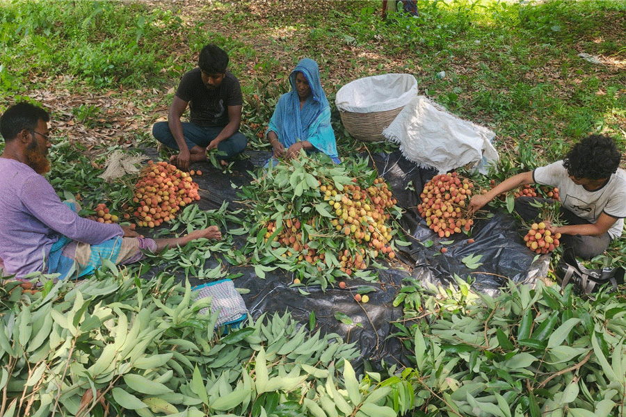 পঙ্কবিলায় প্রতিবছর বিক্রি হয় ৬ কোটি টাকার লিচু
