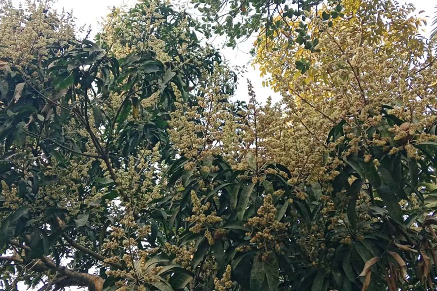নাগরপুরের বাতাসে আমের মুকুলের মিষ্টি ঘ্রাণ