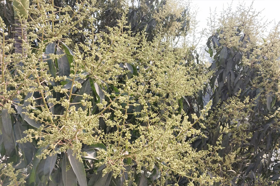 আমের মুকুলে সোনালী স্বপ্ন বুনছে রাজশাহীর চাষীরা