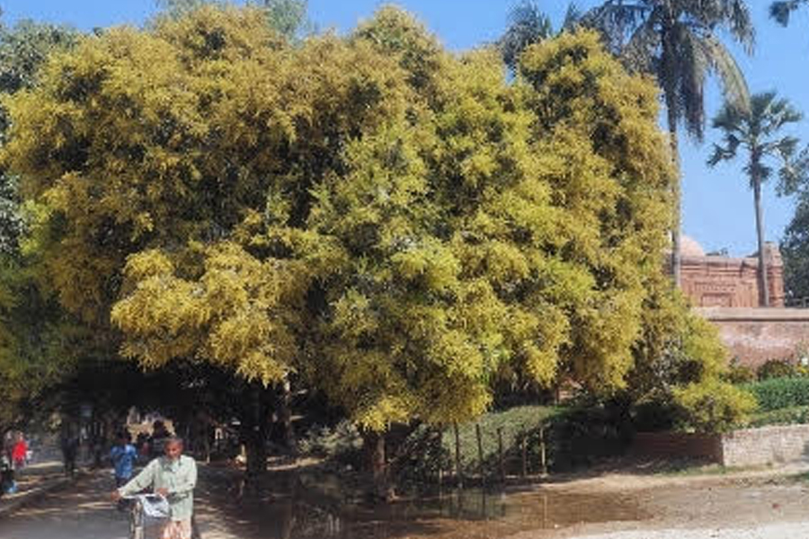 বাঘায় গাছে গাছে সুরভিত মুকুল, পরিচর্যায় ব্যস্ত কৃষক