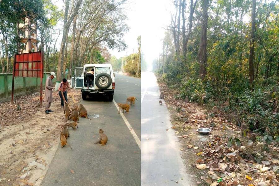 ক্ষুধার্ত বানরদের জন্য জাকির সরকারের খাবার ও পানির ব্যবস্থা