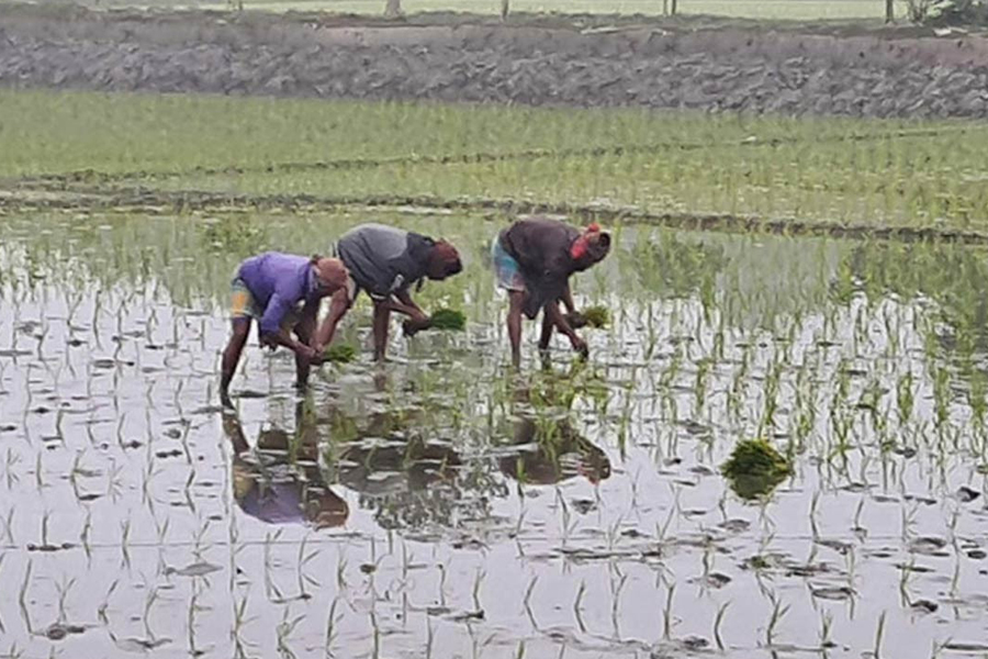 নবাবগঞ্জে ভালো ফলনের আশা নিয়ে বোরো রোপণ শুরু