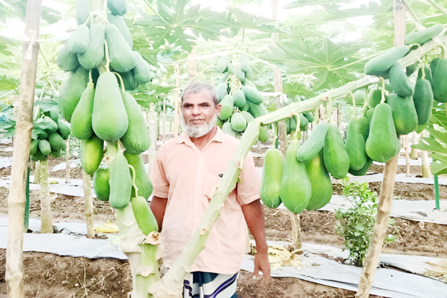নবাবগঞ্জে টপলেডি পেঁপে চাষে বদলেছে কৃষক ভাগ্য