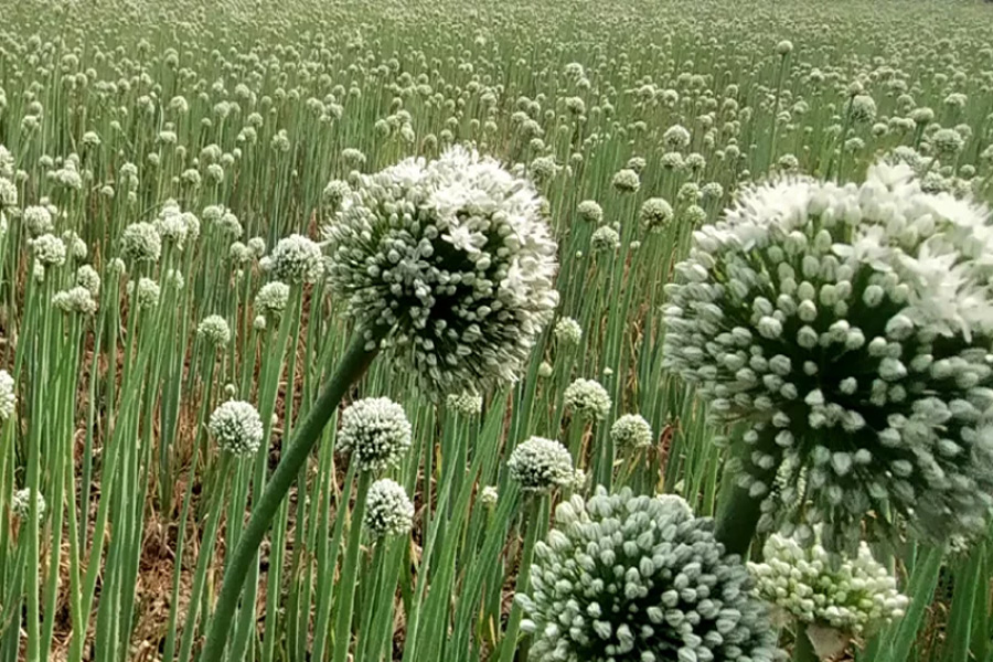 কুমারখালীতে বাড়ছে পেঁয়াজের বীজ উৎপাদন