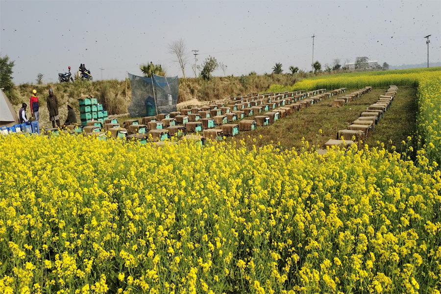 ভাঙ্গুড়ায় সরিষা ক্ষেতে ব্যস্ত মৌচাষিরা